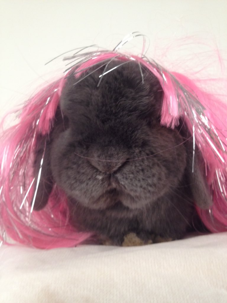 BunNoel's tweet photo. Friday is a bunderful day to play dress up! #EasterWeekend #dressup #funny #cute #pets #animals #easterbunny https://t.co/MSRithF0WV