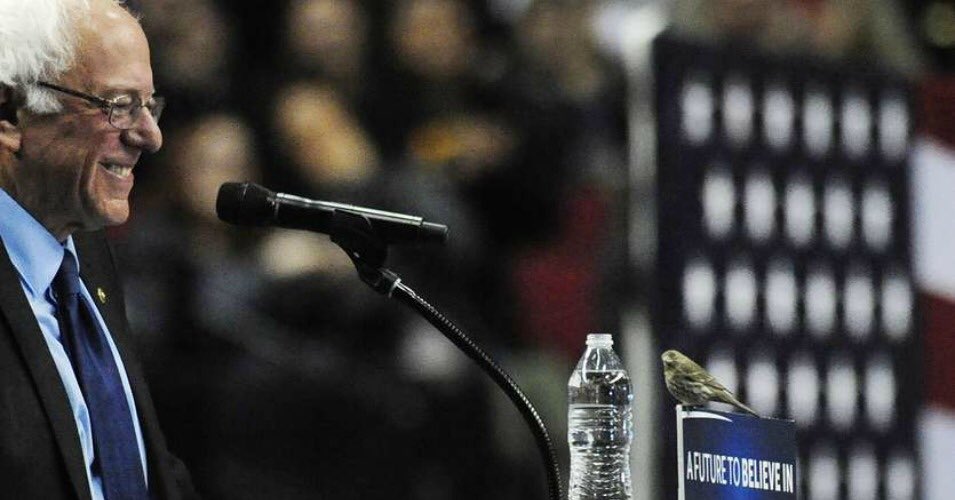 DoGoodComplex's tweet photo. Can't fool me. It showed up to make him a suit for the ball. #sanderella #BirdieSanders https://t.co/9LVVboXcPx