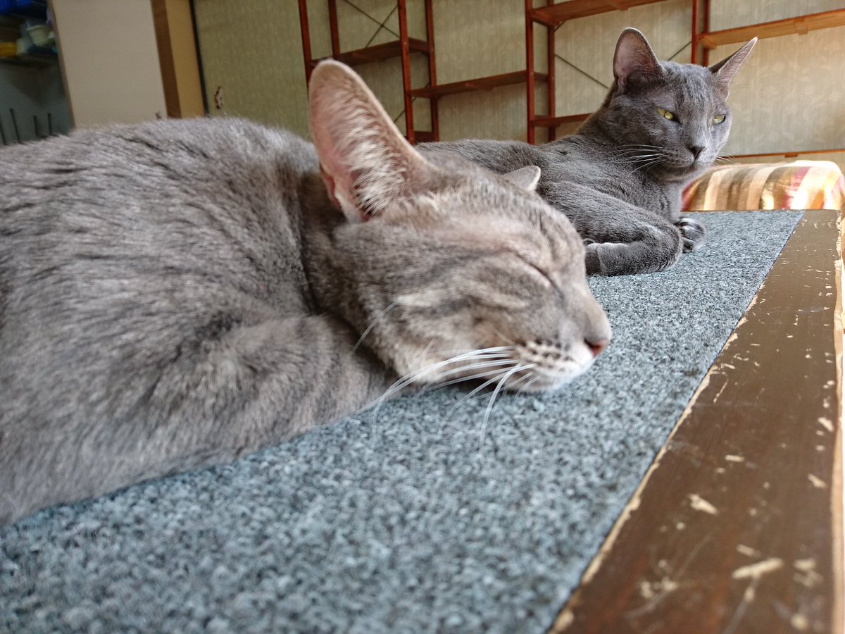 猫カフェキャッチー 営業中 本日２６日１４時より和歌山保健所におきまして 動物の譲渡会が行われます ご興味のある方は参加してみてください 猫アレルギーが心配な方は 猫カフェなどで触れ合ってみてみてください 缶バッジイベント実施中