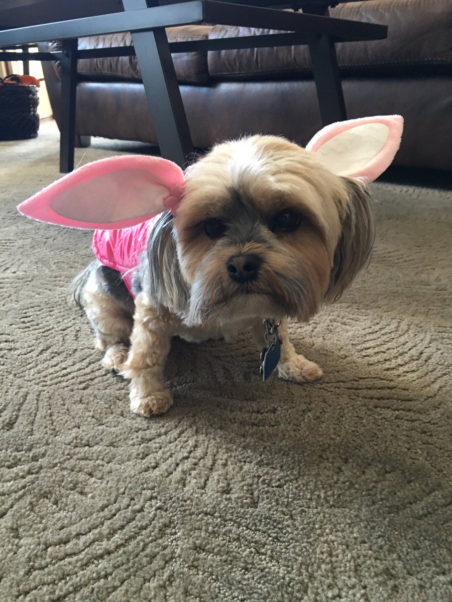 RoxiHerrmann's tweet photo. Happy Easter weekend!
#EasterWeekend #easterpet #easterpuppy @adamaherrmann https://t.co/lMD2dwYYbS