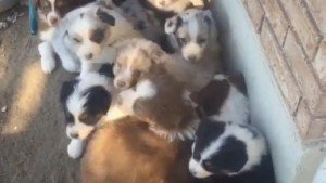 BetterPtParents's tweet image. These videos of 18 Australian Shepherd puppies waking from their naps will make your day!--&amp;gt; ow.ly/Z5dhL