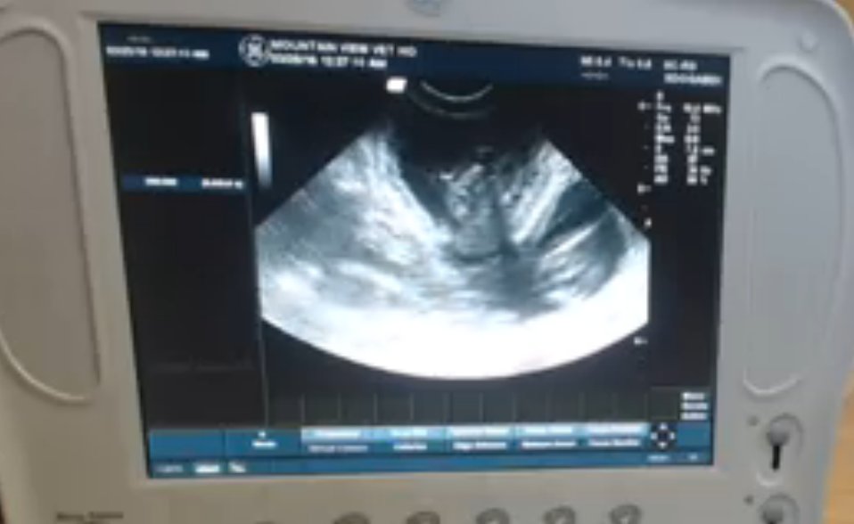 NeedMeSKT's tweet photo. @tinykittensHQ  Feral rescue #Skye having ultrasound, at least 4 kittens.  Glad Skye's safe @tinykittensHQ https://t.co/MqLs6FSAAN