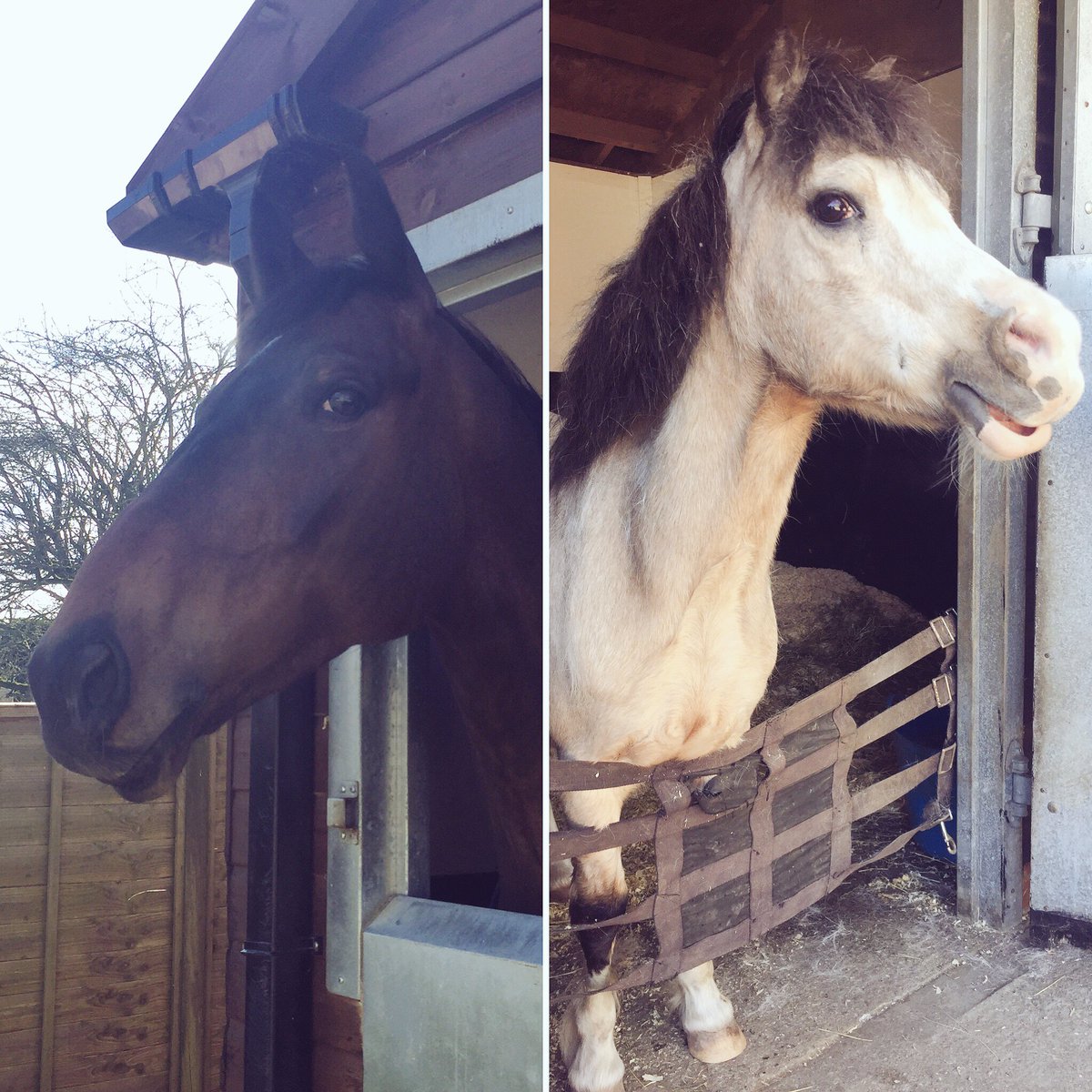 TaraJacquelineM's tweet image. Delighted I got to see two of my favourites today @LambournOpenDay #PresentView &amp;amp; Sherbet