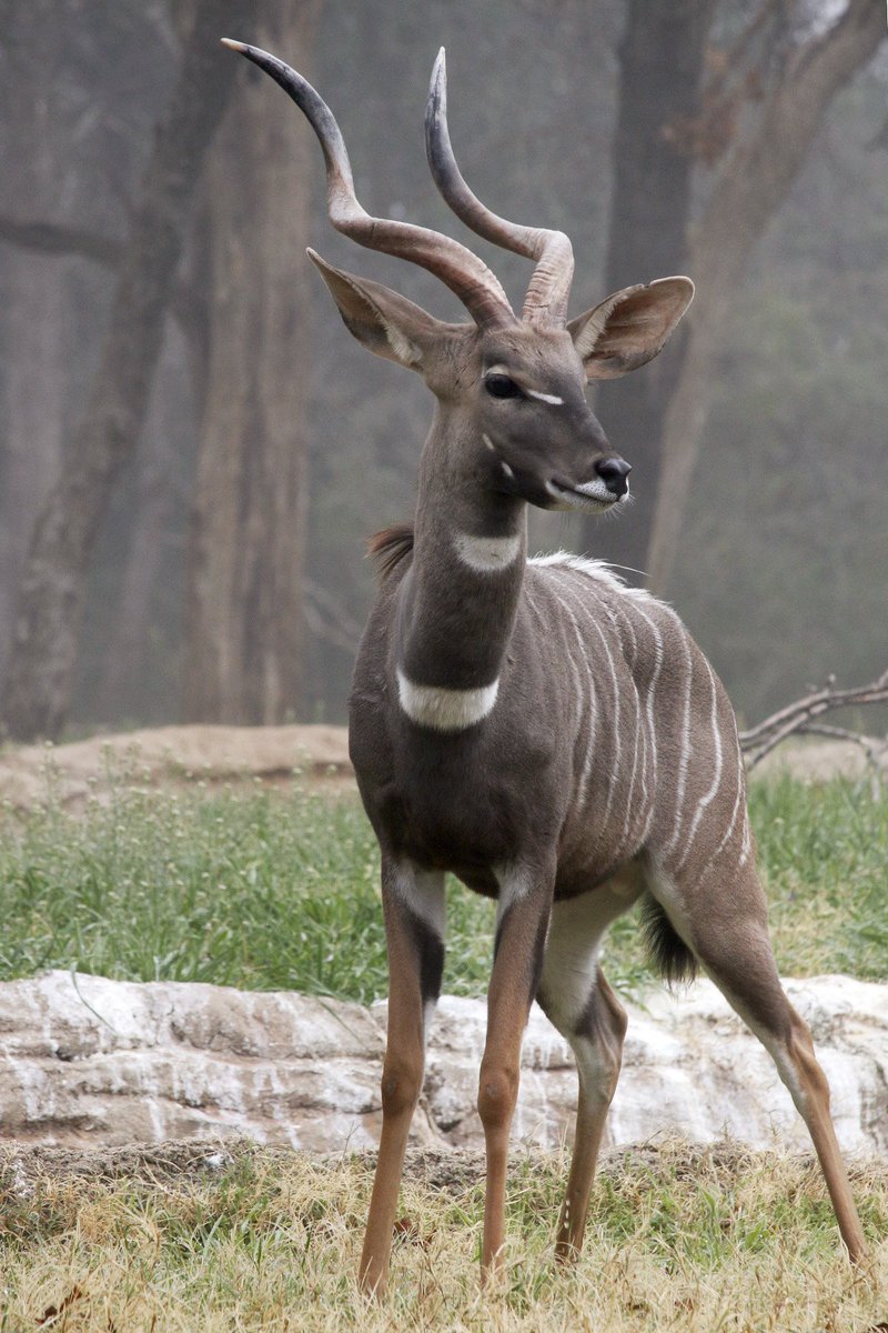 DallasZoo's tweet photo. This #LesserKudu says waddupppp monorail peeps! Happy to have you onboard again! https://t.co/1dxtEalXur