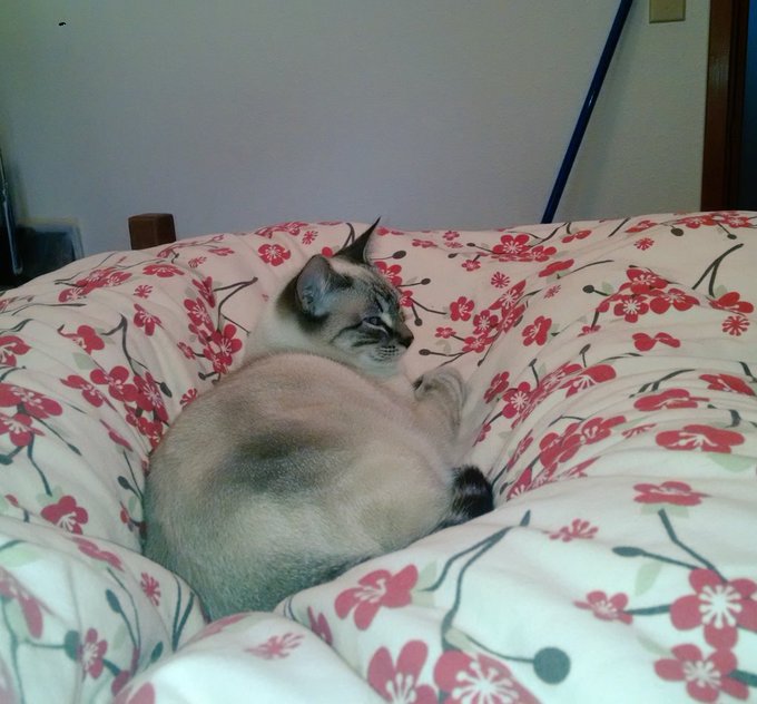 Stella cat will only sleep against my legs. But it's better than in my face https://t.co/pmFHhn3cAN<a href="/tag/thebigleap"class="tags"><span>#thebigleap</span></a>