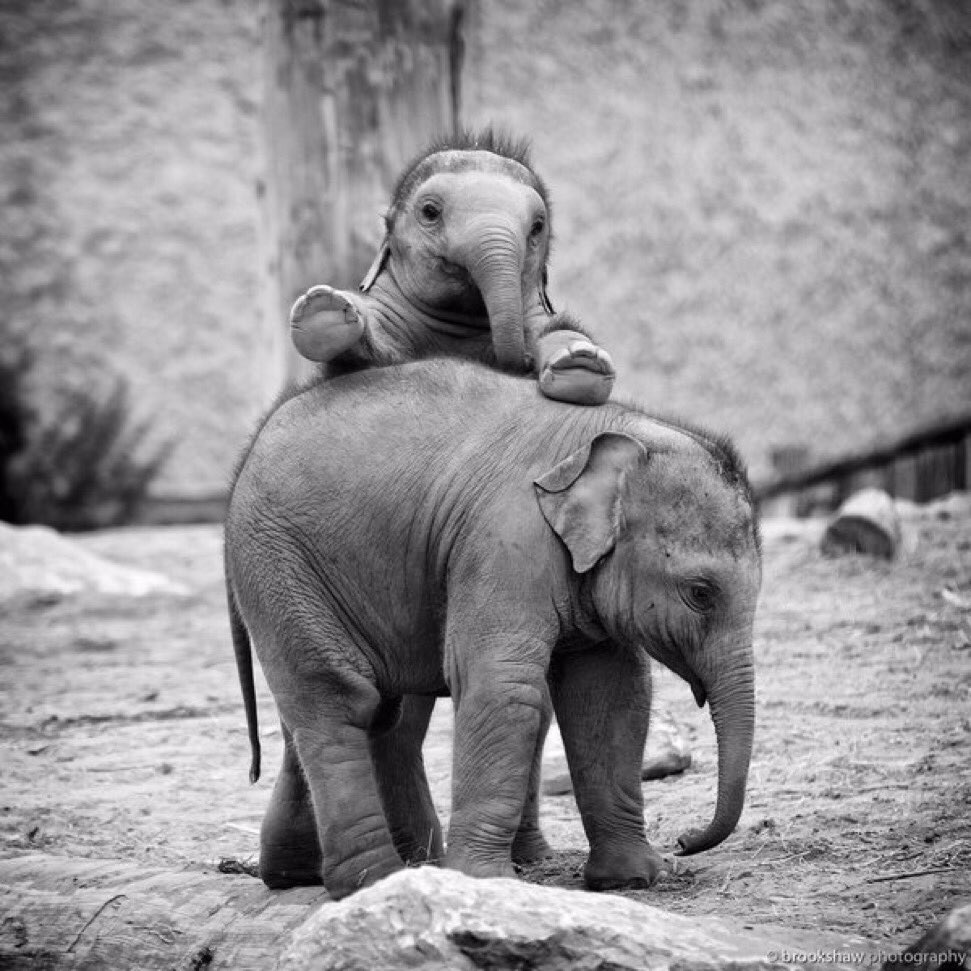 shopivoryella's tweet photo. BABY ELEPHANTS ARE TOO FREAKING ADORABLE 😍😍 https://t.co/JLTXozntEk