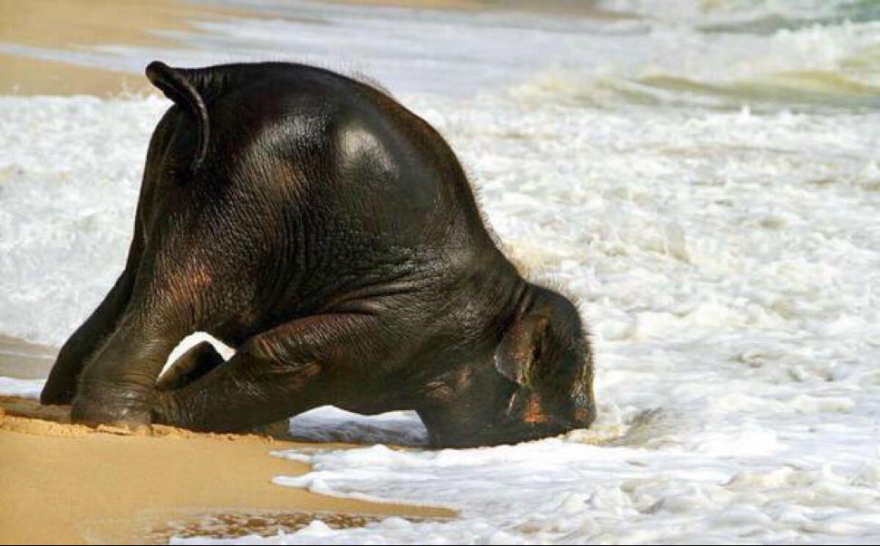shopivoryella's tweet photo. BABY ELEPHANTS ARE TOO FREAKING ADORABLE 😍😍 https://t.co/JLTXozntEk