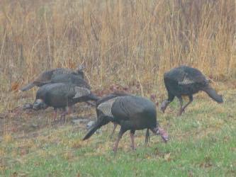 ttiffin's tweet photo. #huntgeorgia #hunt #hunting #nwtf https://t.co/NZaE6DeWNG