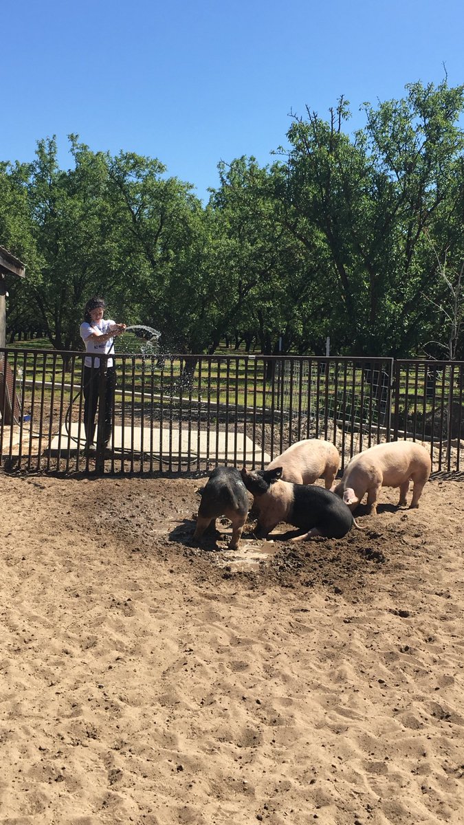 marciagirl18's tweet photo. AJ learning about swine #ahsffa https://t.co/2paotxA1Nb
