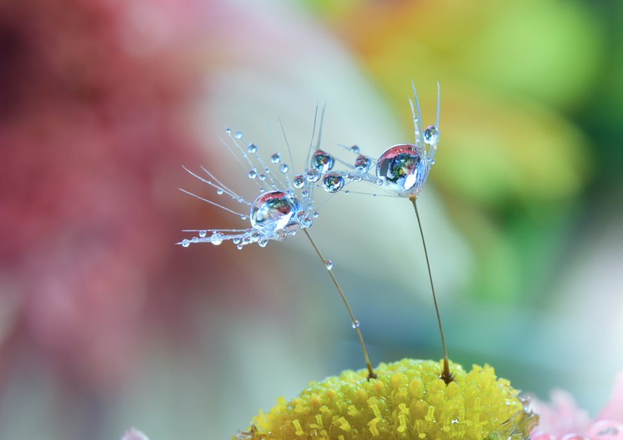 500px's tweet photo. Stunning closeup of dewdrops https://t.co/ou7S6JxNOm 📷: Juliana Nan #FridayFeeling https://t.co/GCnVUF45Xi