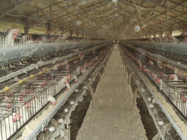 peta's tweet photo. 1 egg takes a hen approx. 34 hours to produce. For demand, US egg industry uses 300+ million hens each year. #Easter https://t.co/IPclbt3iuW