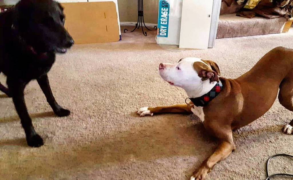 hikingwithfido's tweet photo. Andy and Jake: The silliest boys ever 😍❤💕 #labsofinstagram #labradorretriever #blacklab #pitstagram #pitbullsofinst… https://t.co/QPaAVhUjnm