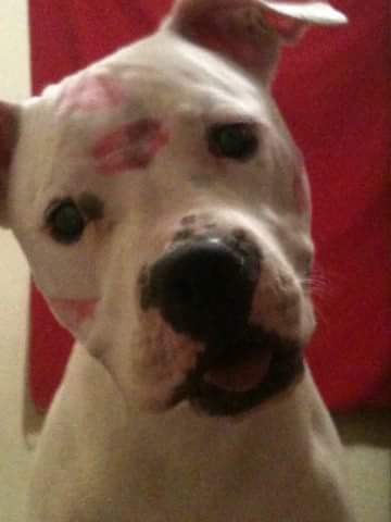 WorldAnimals3's tweet photo. #imales Hola Mi vida es de perros, pero amor no me falta :) https://t.co/ItXC0Y2d2J https://t.co/f9fW4lWwr6