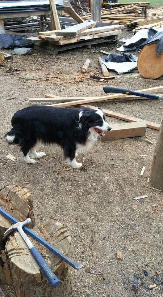 Rustic_Cowboy's tweet photo. Supervisor just dropped by, better get back to work #BorderCollie #Furniture #interiordesign https://t.co/9174vs6Hjo