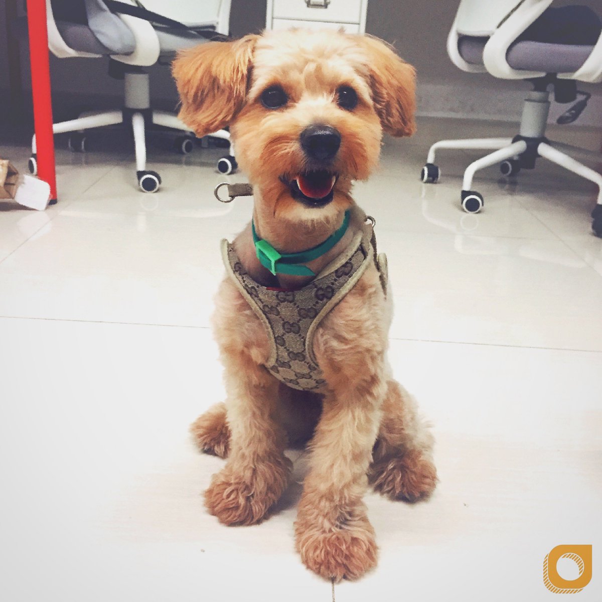 mybogames's tweet photo. Ready for work! Spreading joy is her job! 😄👍🇨🇳

#cute #dog #pets #dogs #magedev #gamersunite @AlastairA @ProjectMQ https://t.co/597A13H9nw