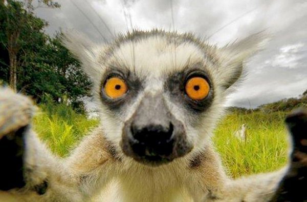 Creepy McSeeInTheDark #TheInternetNamesAnimals