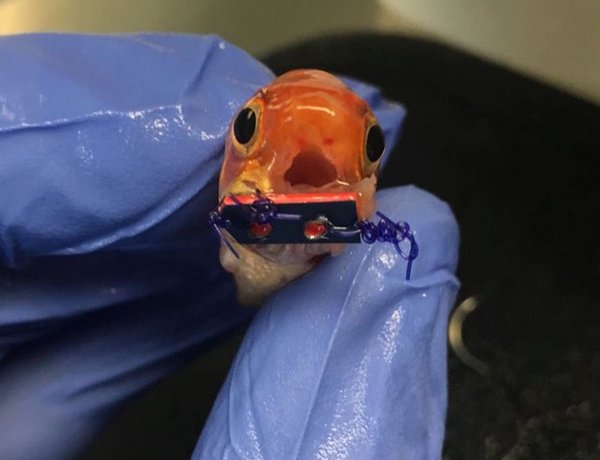 BuzzFeed's tweet photo. This adorable goldfish has been fitted with a tiny mouth brace so it can eat https://t.co/3QphNmWGMw https://t.co/xHzPQq6aGL
