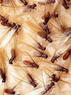 exxeltermite's tweet photo. A trained inspector can spot evidence of the beginning of a Termite infestation #ExxelTermite #Solutions https://t.co/KwpJSXnfmO
