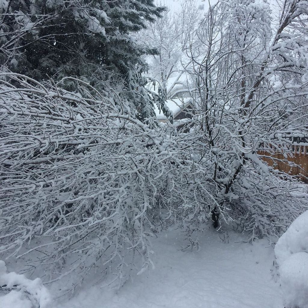 GoCatGo's tweet photo. Instagram photo by gmman23 … Thanks snow for killing my tree #snowfall #snowpocalypse #colorado #boulder #springbre… https://t.co/W0bOw2miqr