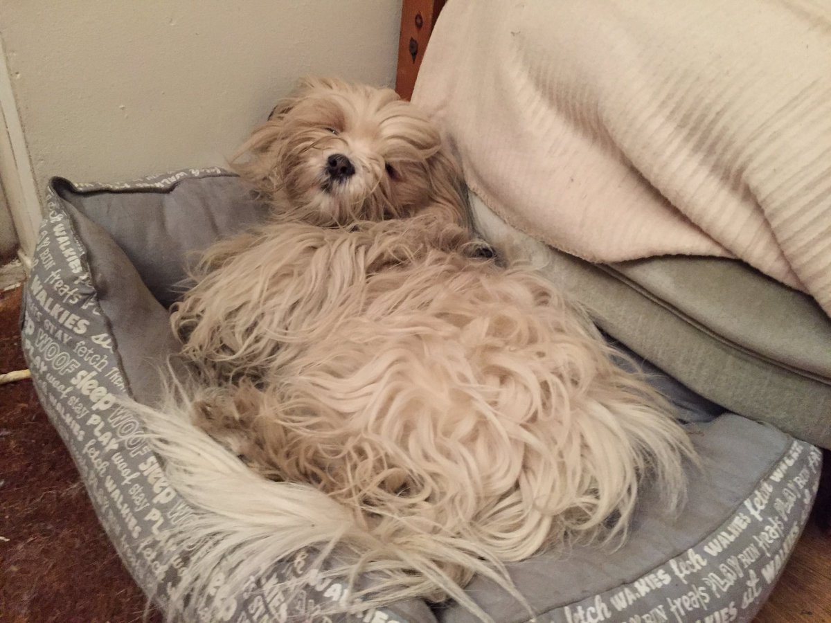 darcydoodledoo's tweet photo. Don't talk to me. I walked 12km today! I'm sleeping for a week! https://t.co/Jz6hnU2SS4