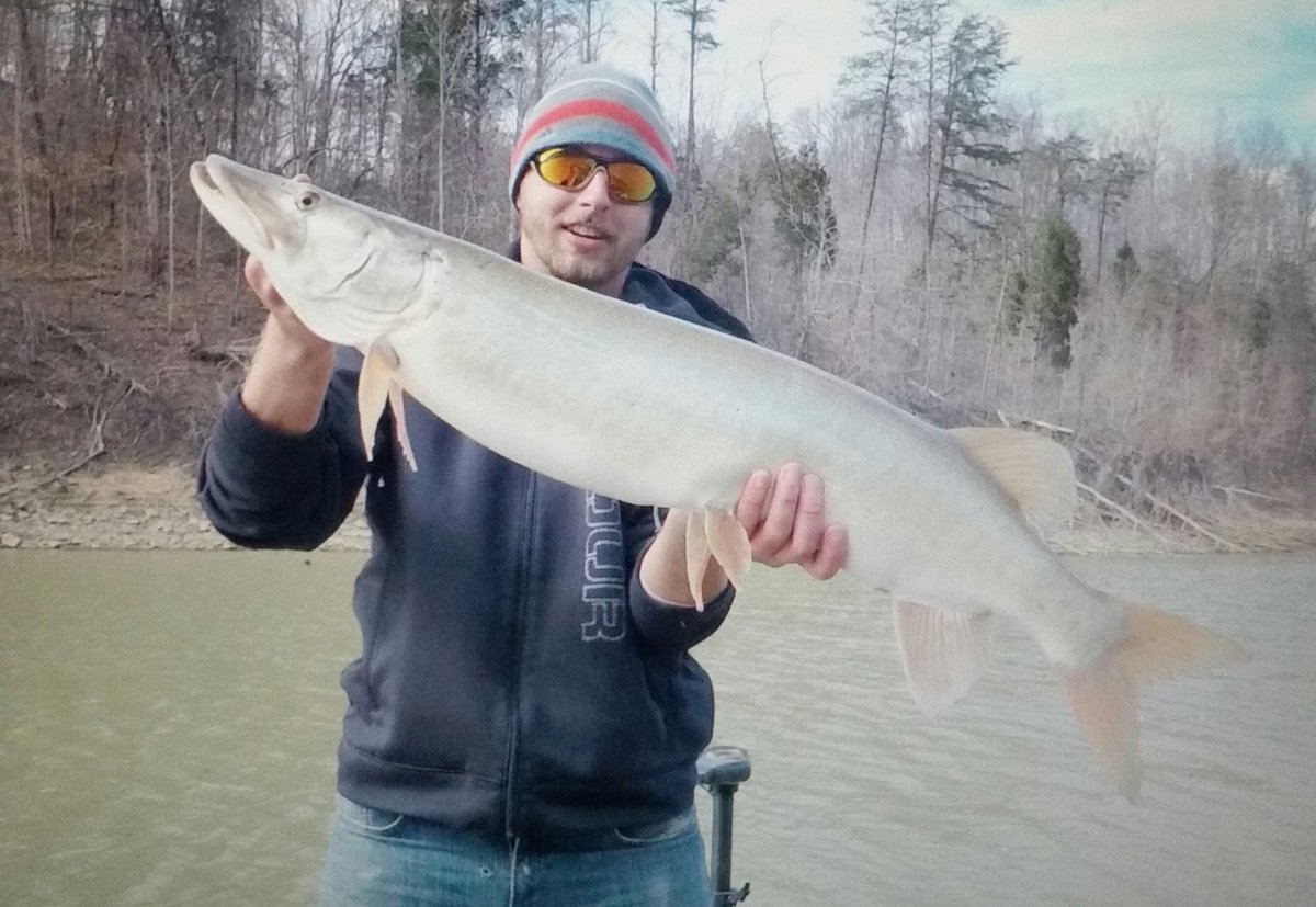 muskyinfinity's tweet photo. @PiscatorMemorys Musky Infinitys first two Kentucky muskies! https://t.co/a2y0f7w7sL