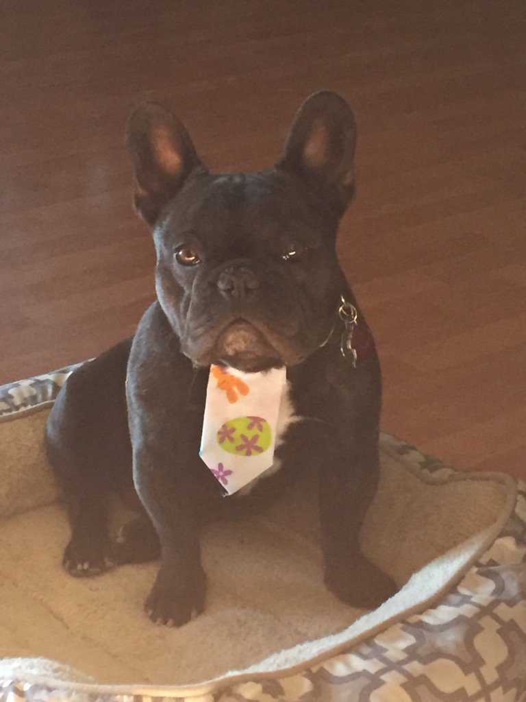 JavaJunkie76's tweet image. Do you like my tie? ❤️ Getting ready for egg hunting with my two legged brothers.