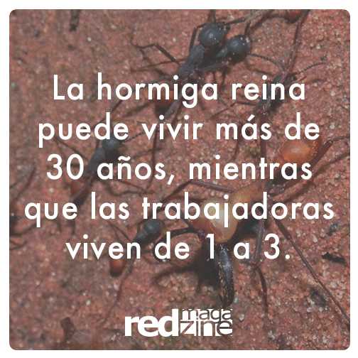 RedMagazineCUU's tweet photo. #DatoRed
Larga vida a la hormiga reina.
#cuu #juarez #elpaso #mexico #hormiga https://t.co/ul8403ho0O