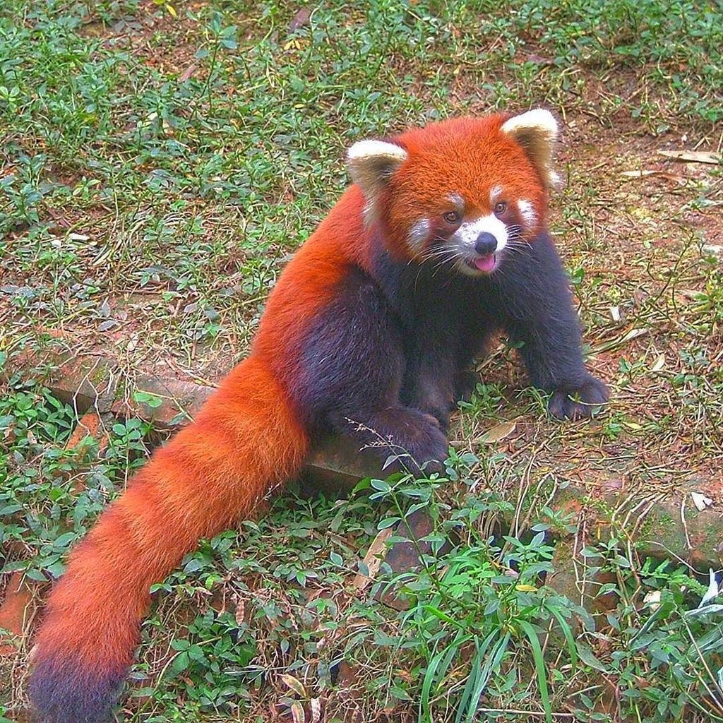 #redpanda 🐻  #pandazoo#panda#kangfupanda#2005#cuteanimal#redpandas#zookeeper#vetlife#zoolife#china#triptochina#chin…