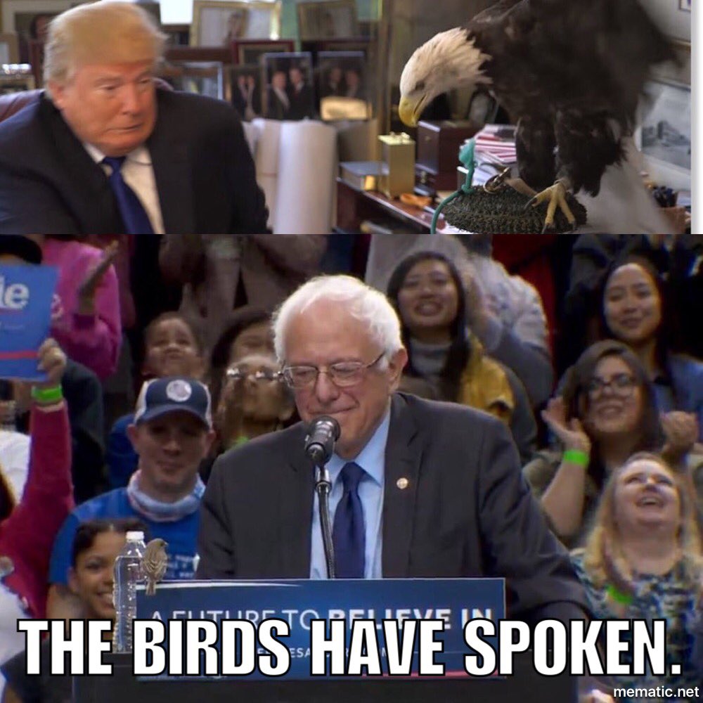 Baileyns89's tweet photo. Birds know. #FeelTheBern #BirdieSanders #birdsforbernie https://t.co/jWCLc1tWyd