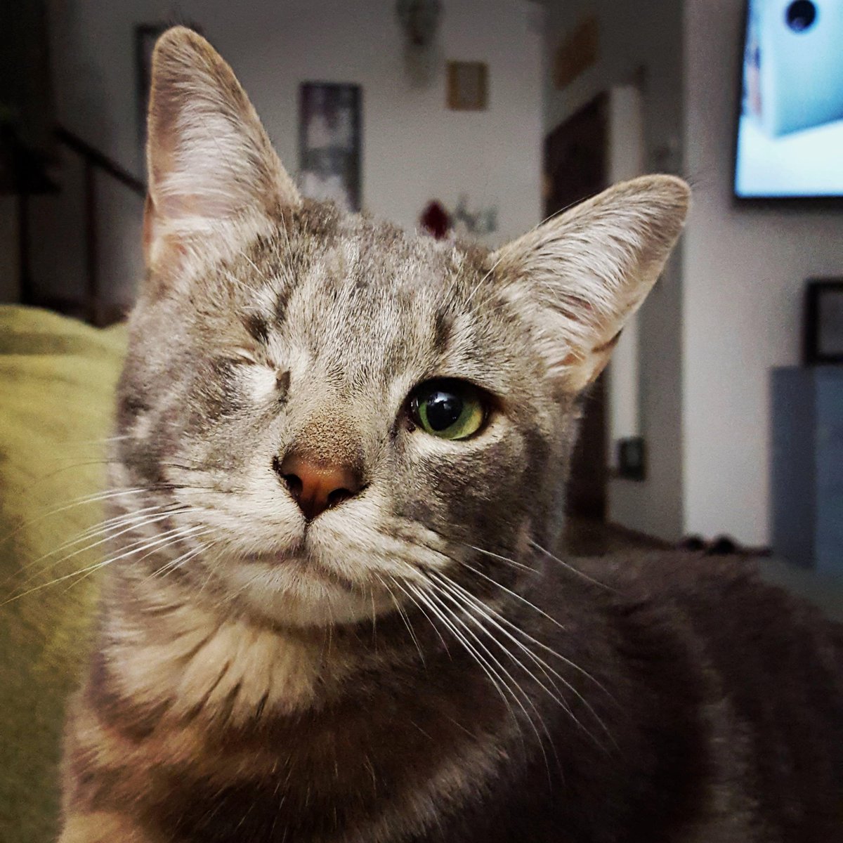 animals4forever's tweet photo. Pokey girl the one eyed kitty. :) https://t.co/2AyETfZOK1