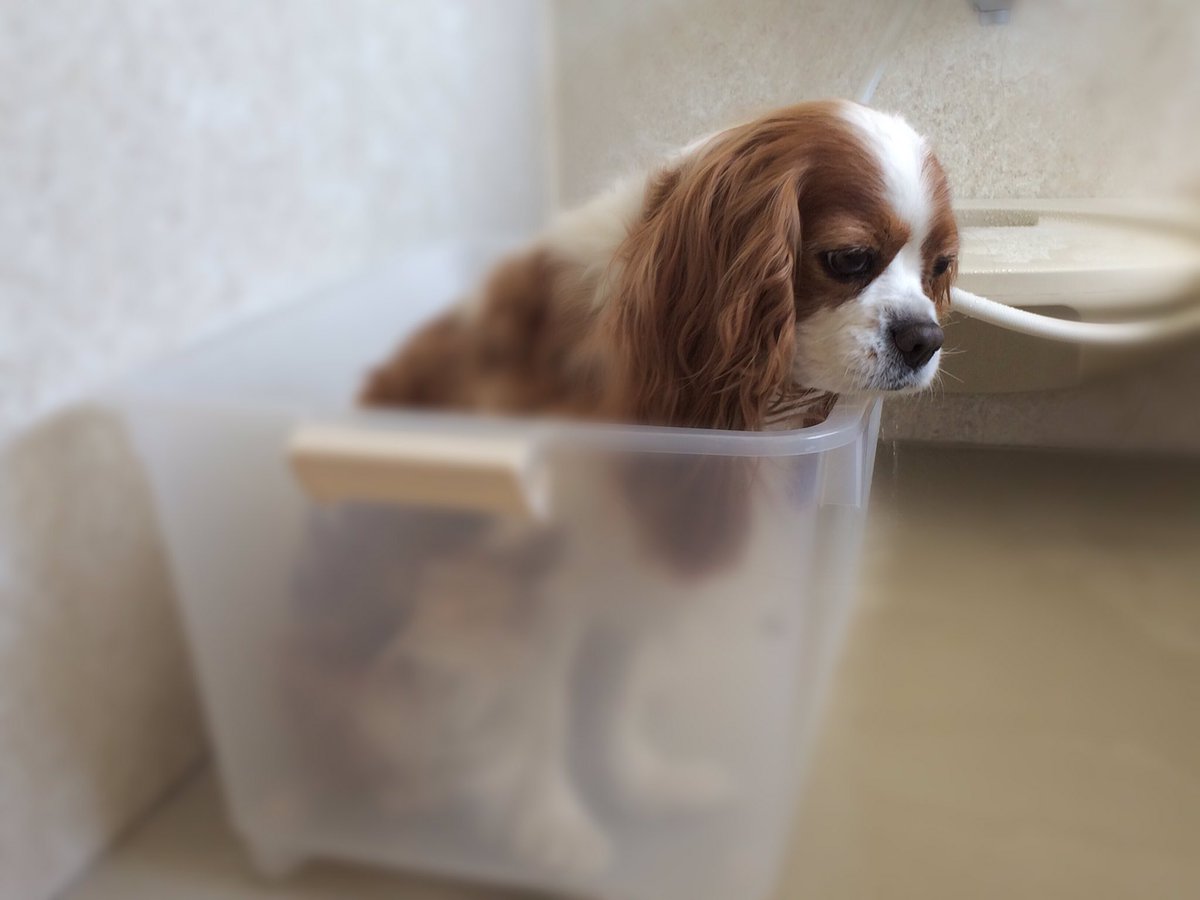 romane1124's tweet photo. 2週間ぶり「シャンプーやだなぁ…」の顔🐶 https://t.co/rlPf3MZhU7