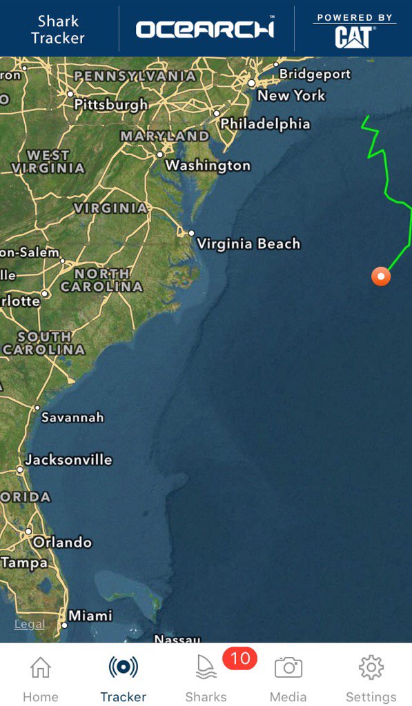 MaryLeeShark's tweet photo. With all this swimming I'm going to have to refuel soon. I wonder if Seal Hut delivers. -;() @OCEARCH #ExpeditionJAX https://t.co/ysVHaN8eHs