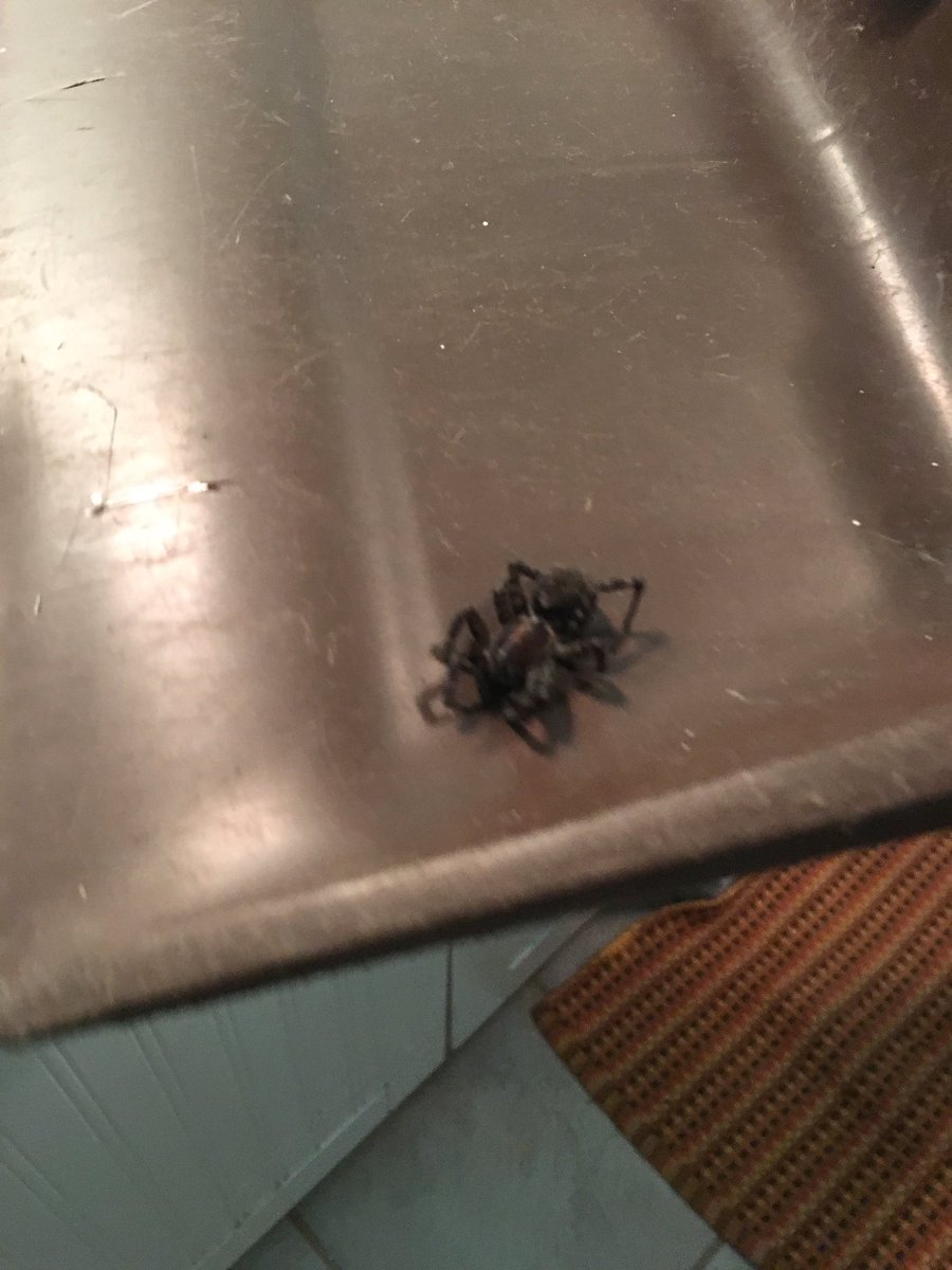 ParkerDMatthew's tweet photo. So our dog brought in a huge spider and after we flushed it I decided to see if Davis was still afraid of spiders https://t.co/aBVLAmosSO