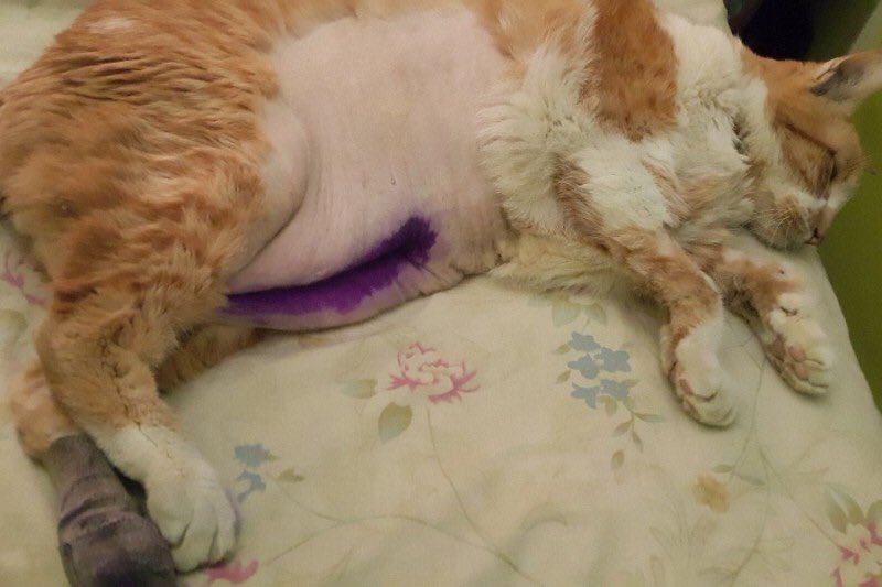 Schrody_Cat's tweet image. Help Sam's mom pay his Medical Bill - She can't live without him! Plz RT Share &amp;amp; help! gofundme.com/Samjoy
