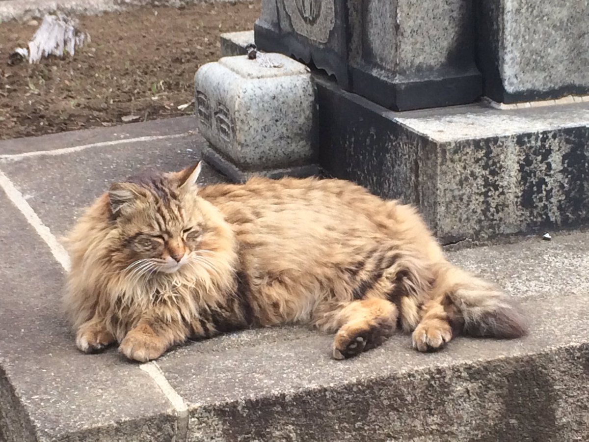 五三郎 谷中墓地で見かけたライオンのような猫 毛並みがよくて 人懐こくて 実に大きな猫だ おそらく捨てられたのだろうが そんなこと我関せずで生きている姿が実に凛々しい T Co Pn2jxafovx