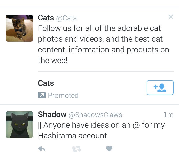 ShadowsClaws's tweet image. "Bitch, all I need to do to see an adorable cat, is look in the mirror." 😎😎😎😎