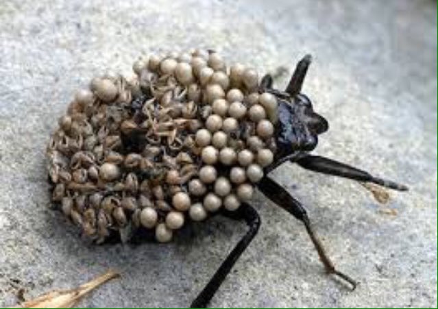 Texzl's tweet photo. Retweet or this will crawl in your hair when you're sleeping tonight https://t.co/Q2ICY3B5lT