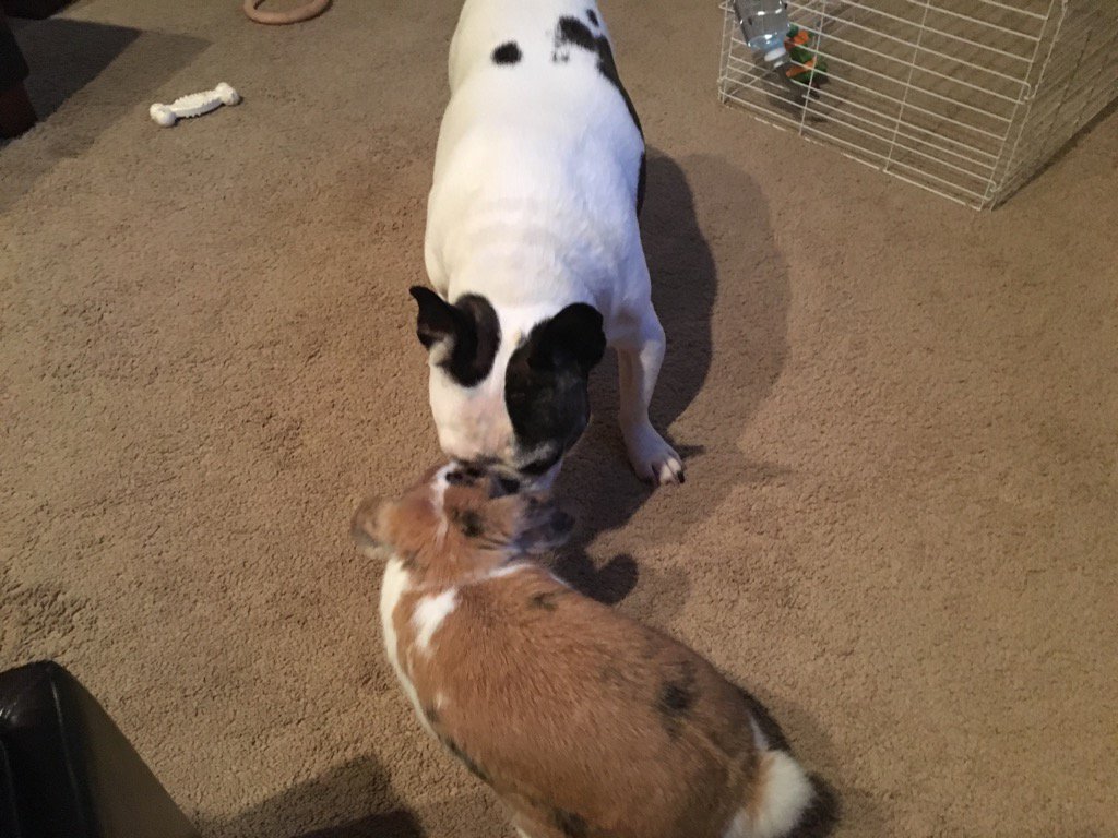 HugotheFrenchie's tweet image. It's official. I've just met the Easter Bunny.