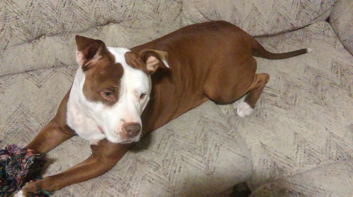 BriehartmanStar's tweet photo. My prettiest #pitbull got a bath #pitbullsarelove #nannydog #pitbullsareawesome #mylovedog #dontmesswithmybreed https://t.co/X869DQzef0