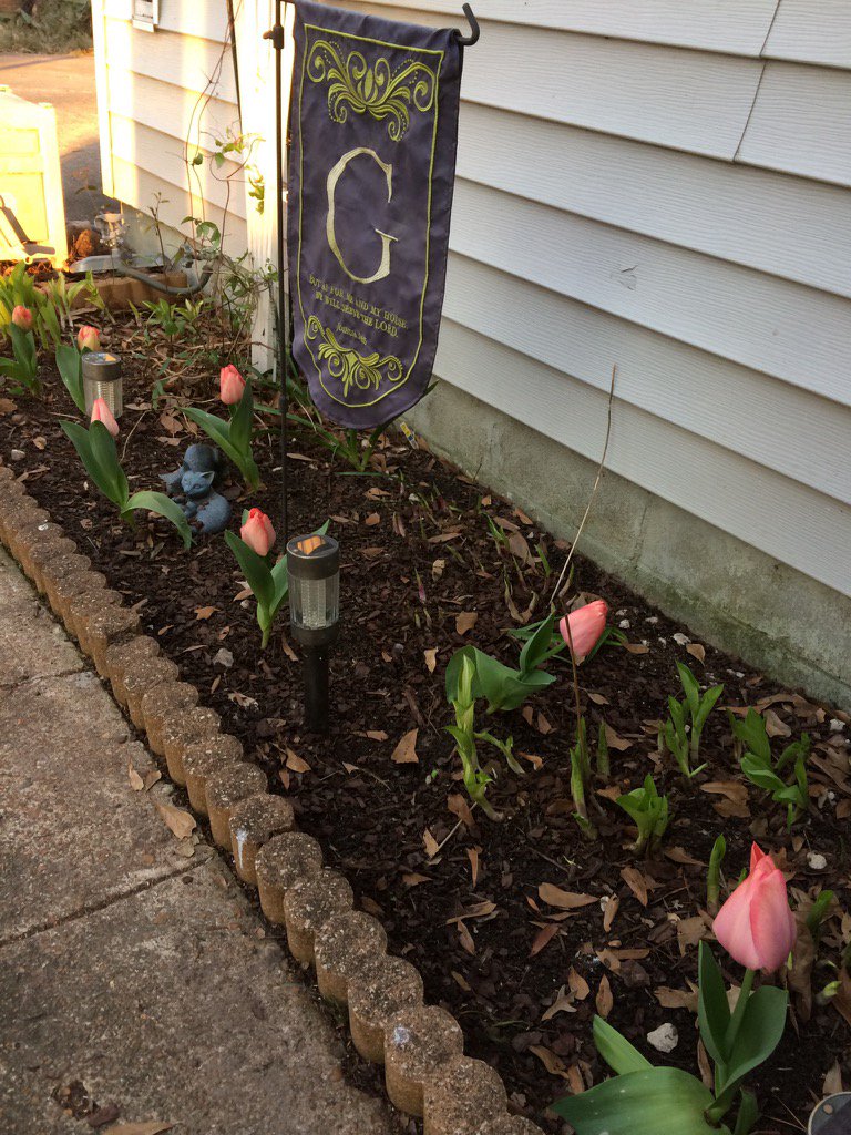 evagriffin10's tweet photo. My tulips from the Senath 5K are blooming! I will think of Misty every time I see them. 👼🏻🌷 #MistysMission @SU2C https://t.co/PYuUvu21wn