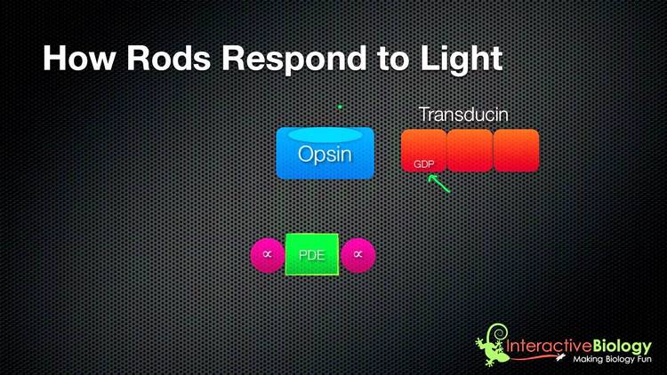DrIsaacs's tweet photo. How Rods and Cones respond to Light https://t.co/AXyC0r1ucW #Neurology #Ophthalmology #Anatomy https://t.co/YFQQlQva58
