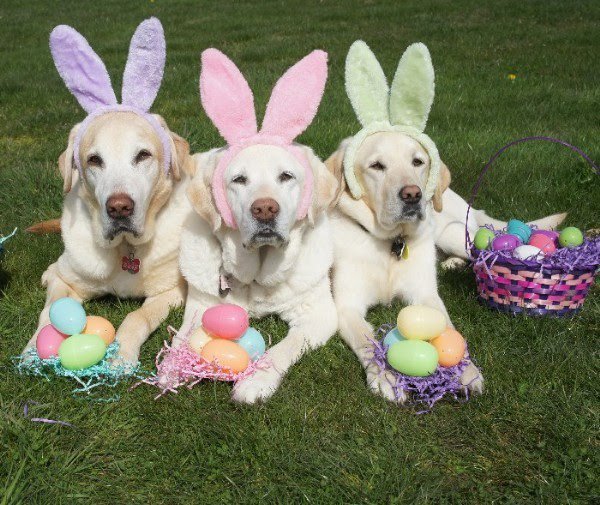 InTheRuff1's tweet photo. Register your pooch before March 27 &amp; get some sweet swag!!  Registration form here - https://t.co/35Yv1IPa6K https://t.co/jUiLh3m8g0