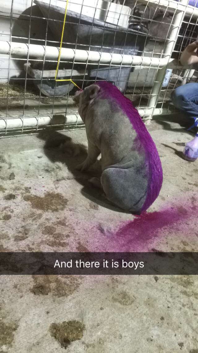 colbyhajda's tweet photo. What happens when we catch the wild pot belly pig😂 #caughtemslippin #s&scattle https://t.co/9fsY0b53rs