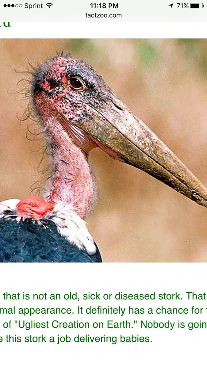 keatonc33's tweet image. I love #BirdieSanders But, let's not forget #Trumpbird