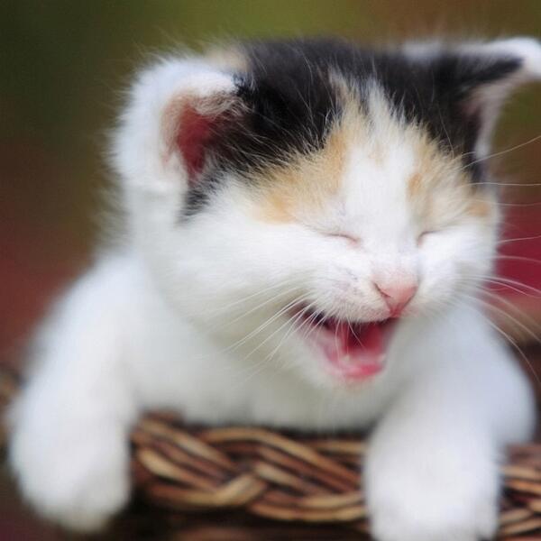 PicsOfCuteCats's tweet image. Retweet if this cat made you smile! '