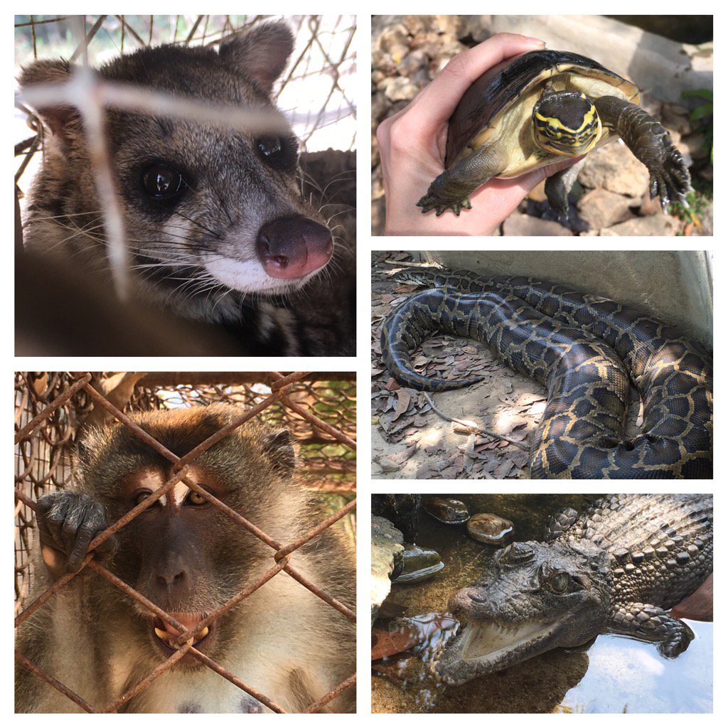 mgvtrb's tweet photo. My new friends #Calauit https://t.co/X79VymWnKU