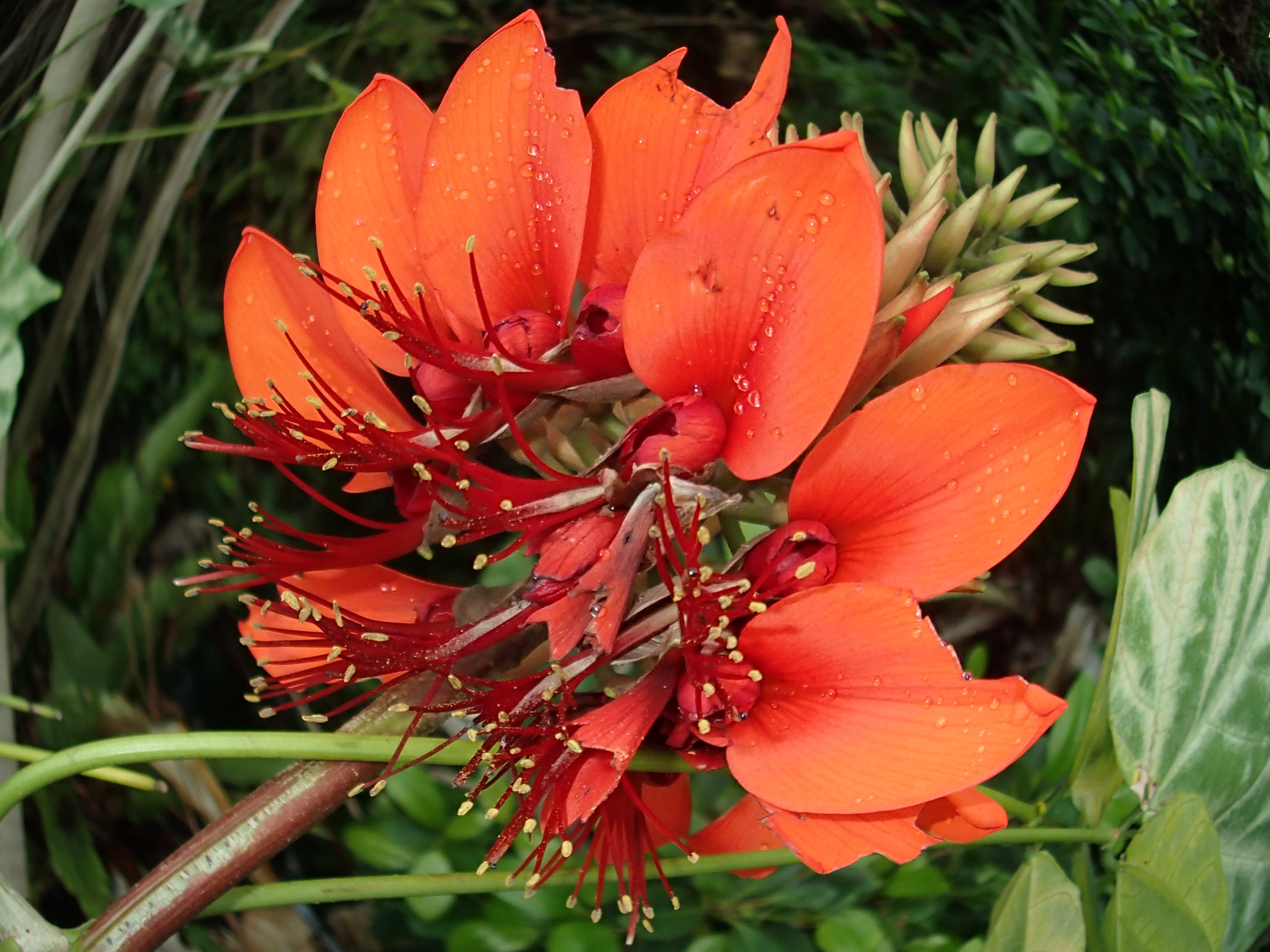公式 アクアマリンふくしま でいごの花が咲き 3階熱帯アジアの水辺でデイゴの花が咲いています 沖縄の県花です このコーナーでは コウラウンという鳥を飼育していますが この花の味を気に入って食べようとするため 担当者は頭を悩ませてい