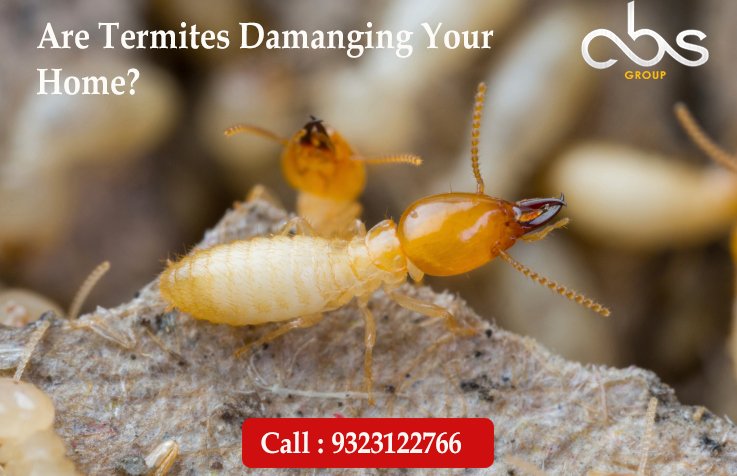 absgroup55's tweet photo. Pre and Post #Termite Treatment at Suma Pest Control
Non Toxic, Human-Pet Safe, long Lasting Treatment
#pestcontrol https://t.co/DG15p3ljWd
