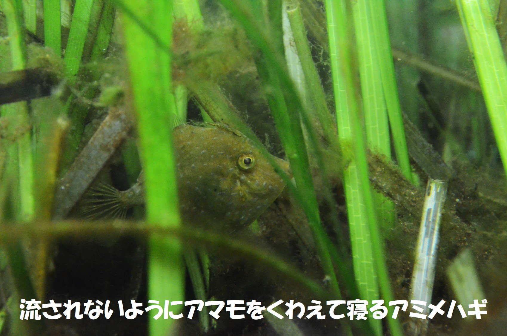 葛西臨海水族園 公式 フォロワー9万人記念 ｑ 魚も寝るの ａ 寝ます ただし 人間のように ぐっすり寝る のとは違い どちらかというと 休む 意味合いの方が強いです 泳ぎながら寝る魚 海藻をくわえて寝る魚など眠り方は魚それぞれです