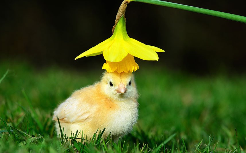 An adventure into the outdoors for this newly-hatched chick at West Lodge Farm Park
telegraph.co.uk/news/picturega…
